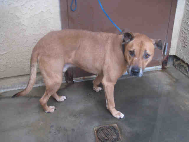 Main Photo of this Dog